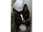 Adopt Bensen a Domestic Short Hair