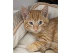 Adopt Gaston a Domestic Medium Hair