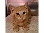 Adopt Meowdona (bonded w/ Brad Kitt) a Domestic Short Hair