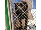 Adopt Miller a Cane Corso