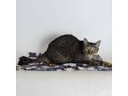 Adopt Furrlock Holmes a Domestic Short Hair