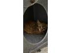 Adopt Lobster a Domestic Short Hair