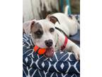 Adopt Biscuit a Pit Bull Terrier