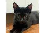Adopt Boba a Domestic Short Hair