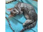Adopt Greyrock a Domestic Short Hair