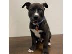 Adopt Caesar a Black Labrador Retriever