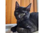 Adopt Sammy a Domestic Short Hair