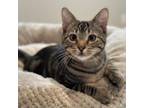 Adopt Linnhe a Domestic Short Hair