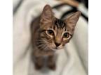 Adopt Hunter a Domestic Short Hair