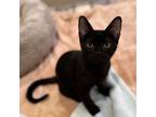 Adopt Wolf a Domestic Short Hair
