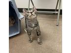 Adopt Trevor a Domestic Short Hair