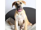 Adopt Melon a Anatolian Shepherd, Great Pyrenees