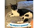 Adopt Miles Davis a Domestic Short Hair