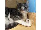 Adopt Cameroon a Domestic Medium Hair, Domestic Short Hair