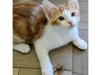 Adopt Ginger Fiz a Domestic Short Hair