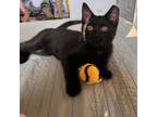 Adopt Gatsby a Domestic Short Hair