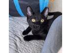 Adopt Dormouse a Domestic Short Hair