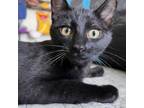 Adopt Hare a Domestic Short Hair