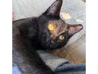 Adopt Badger a Domestic Short Hair