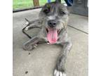 Adopt Grayson a Schnauzer