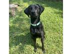 Adopt Falcon a Black Labrador Retriever