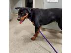 Adopt Charles a Mixed Breed