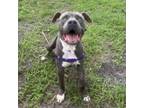 Adopt Etch a Mixed Breed
