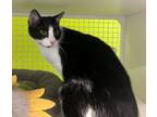 Adopt Oscar a Domestic Short Hair