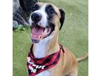 Adopt Picket a Great Dane, Black Mouth Cur