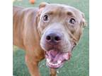 Adopt Trey a Pit Bull Terrier, Mixed Breed