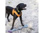 Adopt Otis a Mixed Breed