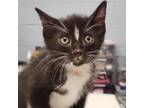 Adopt Popper a Domestic Short Hair
