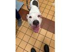 Adopt 56555006 a Pit Bull Terrier, Mixed Breed