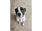 Adopt Angus a American Staffordshire Terrier, Mixed Breed