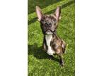 Adopt Scooby a Pit Bull Terrier, Mixed Breed
