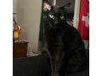 Adopt Linc a Domestic Short Hair