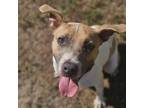 Adopt Monkey a Terrier