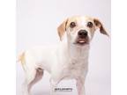 Adopt Frederick Richard a Pointer