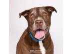 Adopt M & M a Labrador Retriever