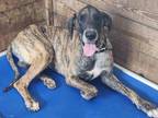 Adopt Goose a Great Dane