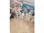 Adopt Dillon a Great Dane