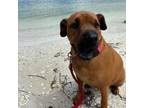 Adopt Otis a Shar-Pei, Cocker Spaniel