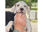 Adopt Hudson a Mixed Breed