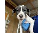 Adopt Kovu a Mixed Breed