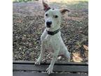 Adopt Lovebug a Mixed Breed