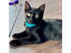 Adopt Pipit a Domestic Short Hair