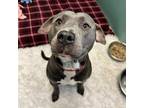 Adopt Woods a Mixed Breed