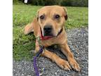 Adopt Auggie a Mixed Breed