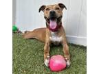 Adopt Achilles a Mixed Breed