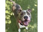 Adopt Ernest a Mixed Breed